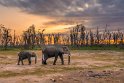 111 Amboseli Nationaal Park